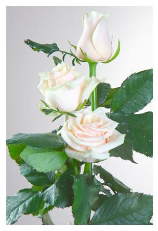 Троянда "Талея", фото 1