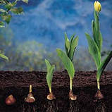 Тюльпан Colour Spectacle (луковиці) 5 шт., фото 6