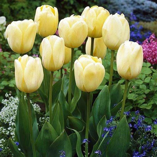 Тюльпан Ivory Floradale (луковиці) 3 шт.