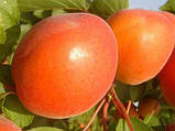 Абрикос "Кіото", фото 2