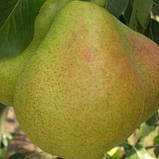 Груша "Тавричеська", фото 2