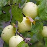 Яблуня "Антонівка", фото 2