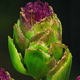 Тюльпан Purple Tower (луковиці) 2 шт., фото 2