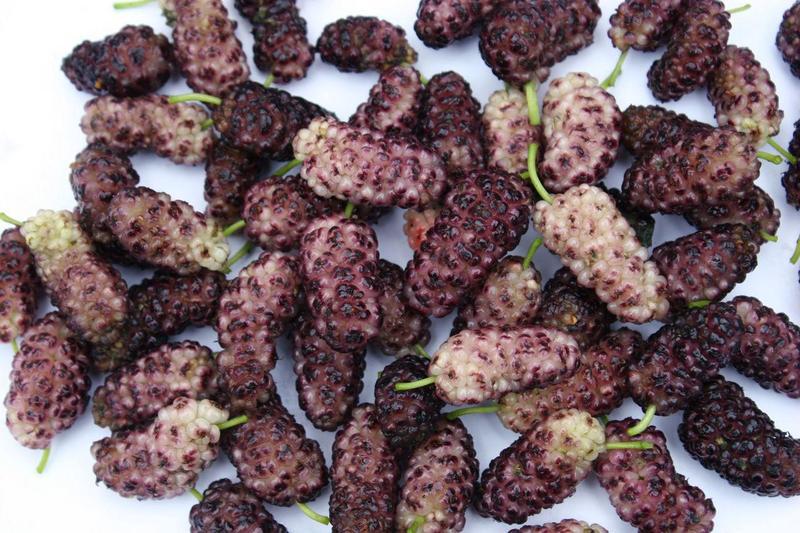 Шовковиця Рожеве Мереживо, фото 1