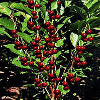 Вишня "Малютка"