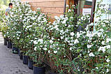 Жасмин махровий, фото 4
