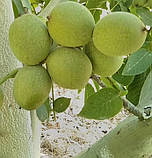 Грецький горіх Топорівський 4-річний, фото 2