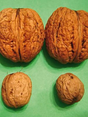 Грецький горіх Яцек 3-річний, фото 1