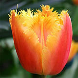 Тюльпан Lambada (луковиці) 3 шт., фото 2