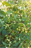 Грецький горіх ФРАНКЕТТЕ (FRANQUETTE)привитий 3-річний, фото 3