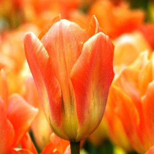 Тюльпан Orange Emperor (луковиці) 3 шт.