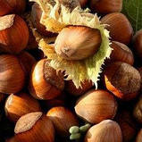 Саджанці фундука Рясное 3-річний відвідок, фото 4