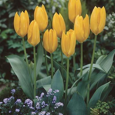 Тюльпан Yellow Empress (луковиці) 3 шт.