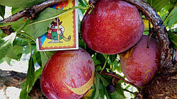 Слива "ОЗАРК ПРЕМ'ЄР"