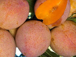 Слива "СУПЕРІОР"