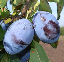 Слива "ЕМПРЕС" (здовня)