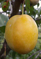 Слива" ЛЮБІМА З МЛИВА"