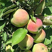 Колоноподібна яблуня Телеймон (річна)