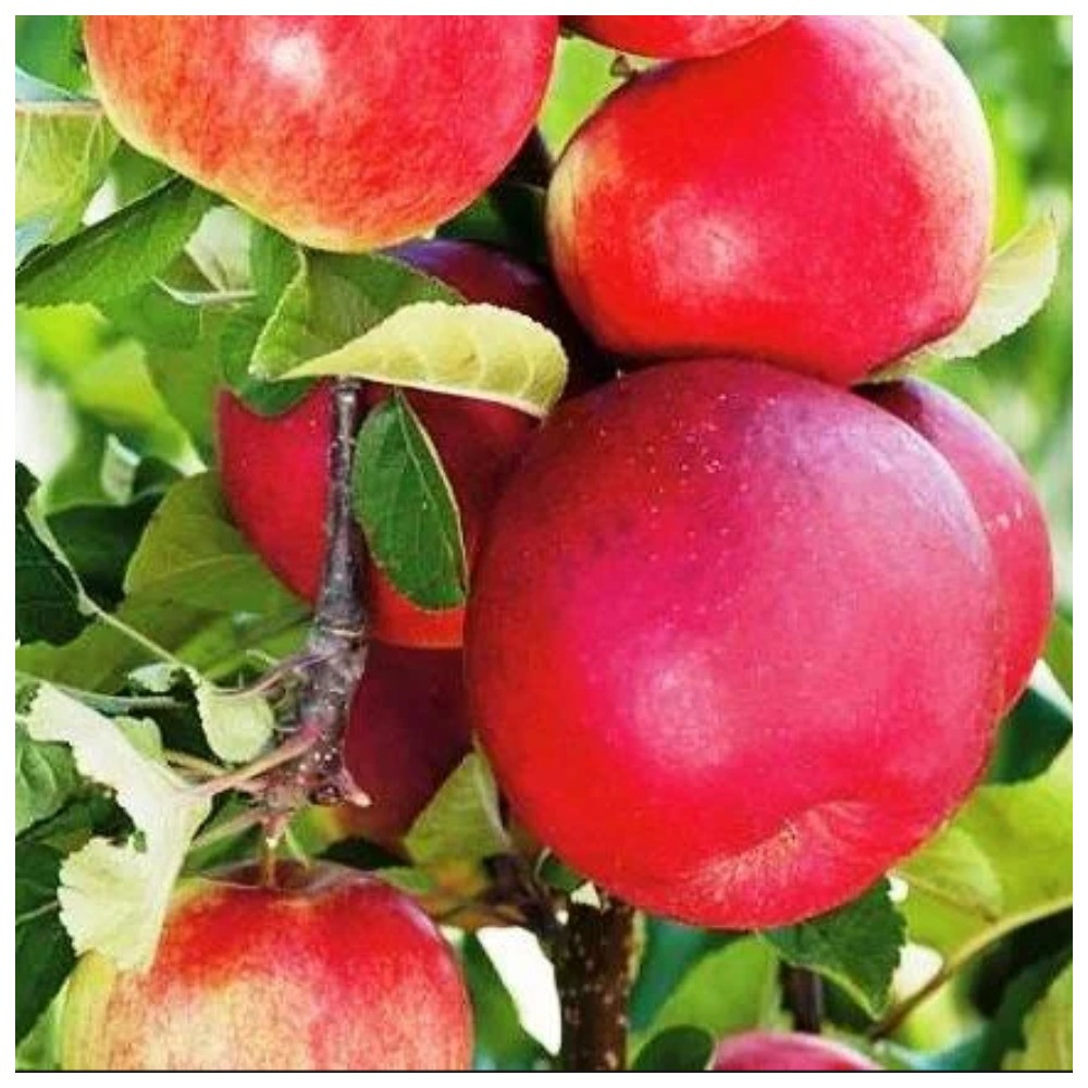 Яблуня колоноподібна Арбат (осіння)