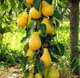 Груша колоноподібна Декора, фото 2