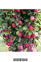 Слива колоноподібна "Імперіал"