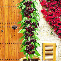 Черешня колоноподібна Хелена (середньо-пізня)