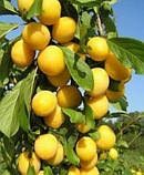 Слива колоноподібна СВІТАБЕЛЬ, фото 2