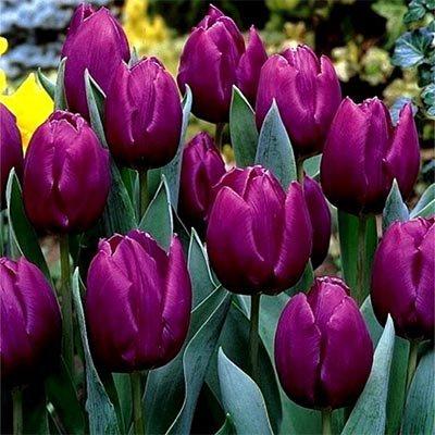Тюльпан Purple Prince (луковиці) 3 шт.