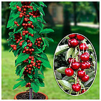 Вишня колоноподібна "Малютка"