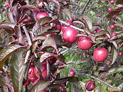 Слива "Пісарді"