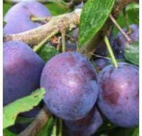 Слива "Вижен" (Висион)