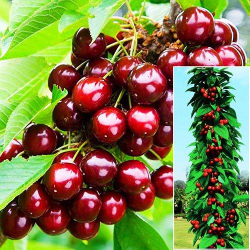 Черешня колоноподібна Сем (середня)