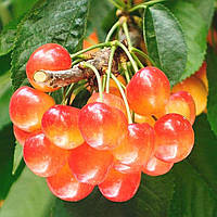 Черешня колоноподібна Сабріна (рання)