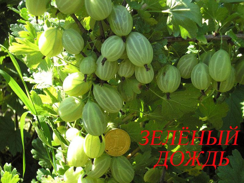 Крижівник ЗЕЛЕНИЙ ДОЖЬ