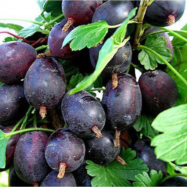 Агрус  ЧОРНОМОР (середньопізній термін), фото 1