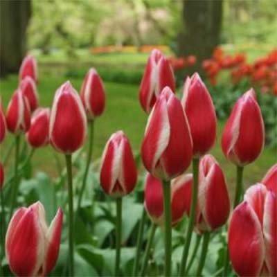 Тюльпан Spring Surprise (луковиці) 4 шт.