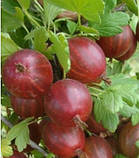 Агрус ГРАНД, фото 2