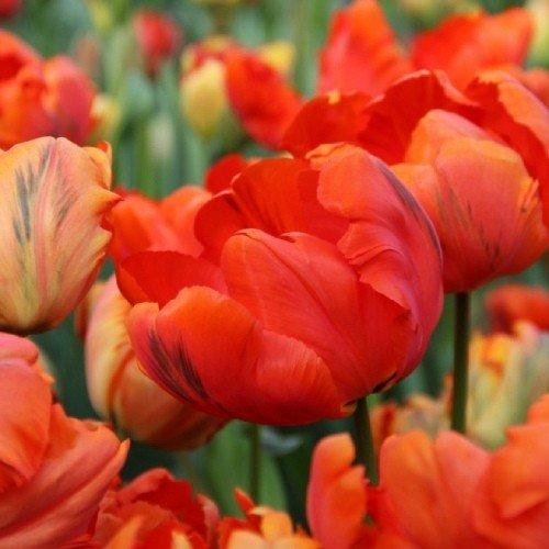 Тюльпан Flower Power (луковиці) 3 шт.
