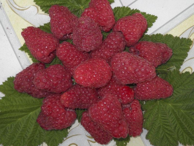 Малина ЛЯШКА, фото 1