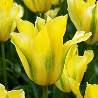 Тюльпан Yellow Springgreen (луковиці) 3 шт.