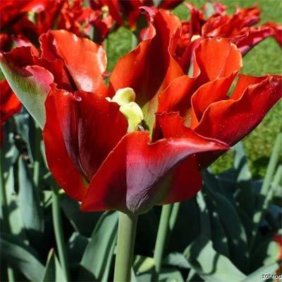 Тюльпан Green Valley (луковиці) 3 шт., фото 1