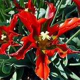 Тюльпан Green Valley (луковиці) 3 шт., фото 2