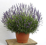 Лаванда ДВАРФ БЛЮ, фото 2