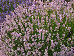 Лаванда Міс Кетрін (ОКС)