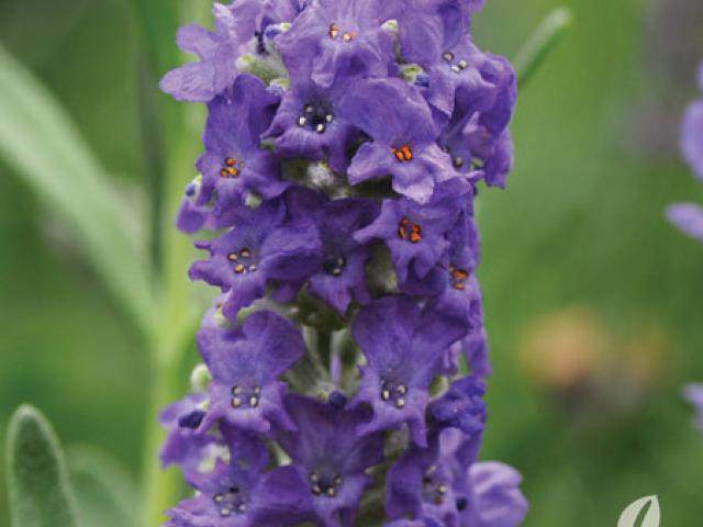 Лаванда вузьколиста Елеганс Пурпл, фото 1