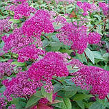 Спірея Японська ФРОБЕЛІ, фото 2