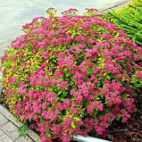 Спірея Японська ФРОБЕЛІ, фото 3