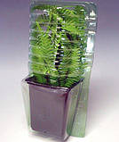 Седум Brilliant (садженці), фото 4