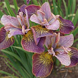 Ірис Siberica Unbuttoned Zippers (кореневища), фото 5