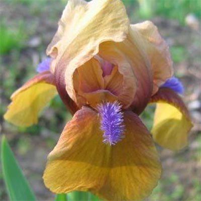 Ірис Pumila Jaillanais (кореневища)